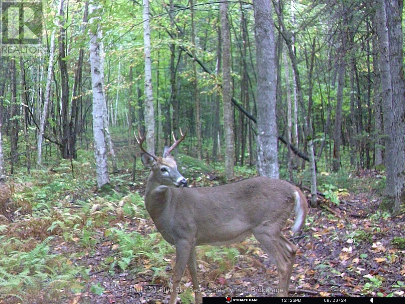 Lot 16 Grand Desert Road, Bonfield, Ontario  P0H 1E0 - Photo 19 - X12083714