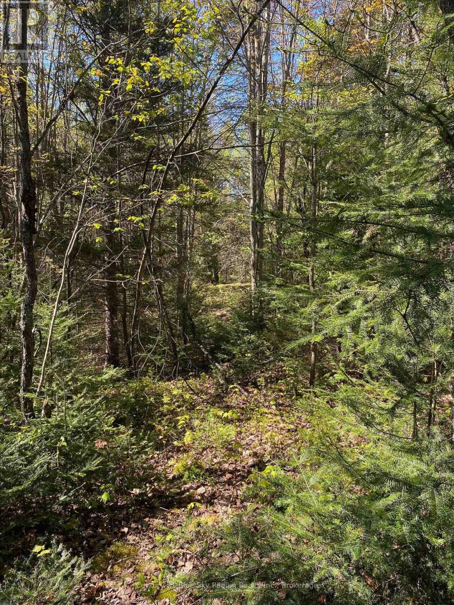 471 Weiler Line, Powassan, Ontario  P0H 2L0 - Photo 3 - X12178086