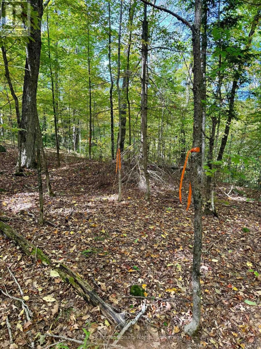 234 Longs Lake Road, Huntsville, Ontario  P0B 1M0 - Photo 9 - X12178880