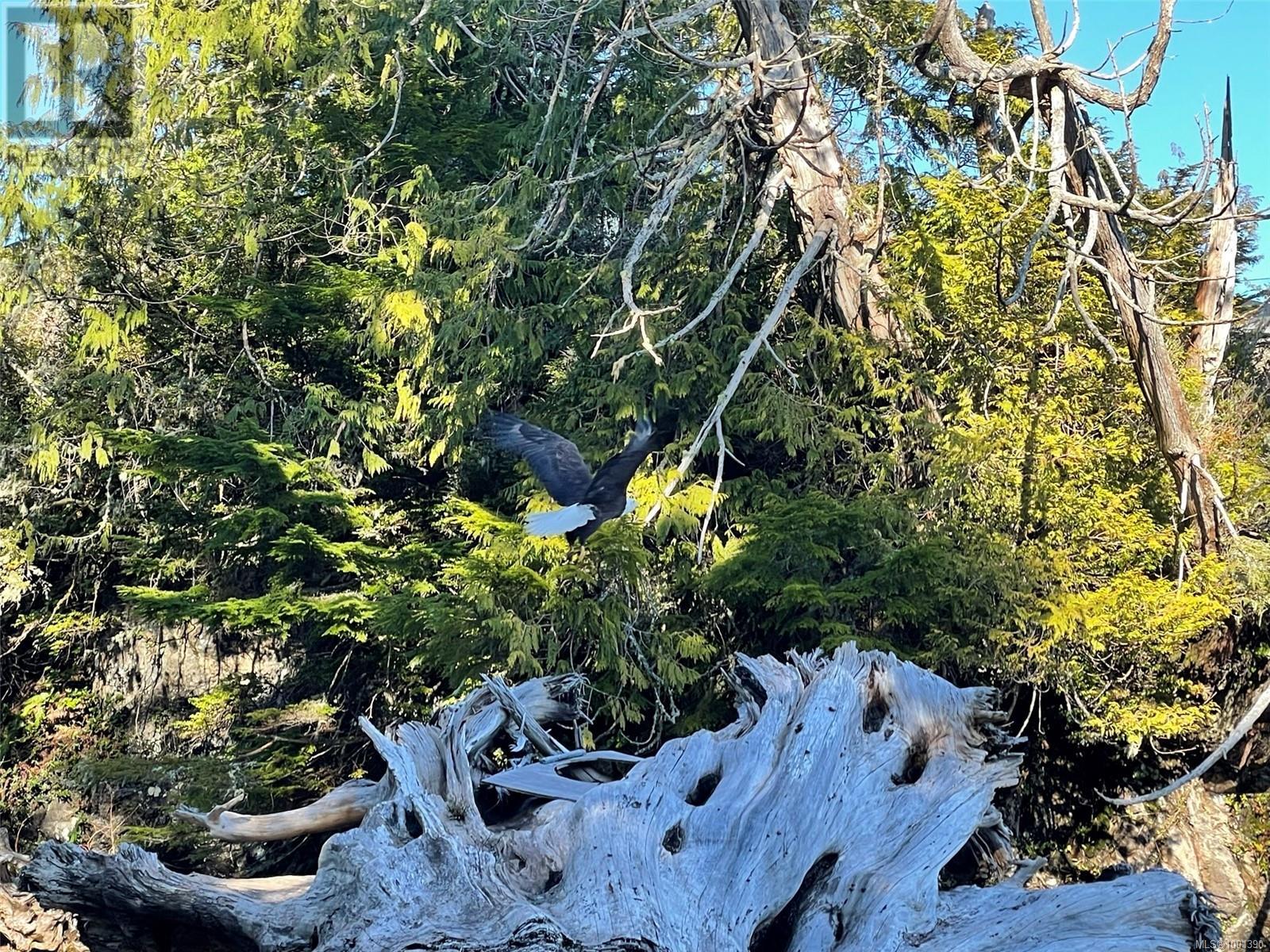 Lot 12 Marine Dr, Ucluelet, British Columbia  V0R 3A0 - Photo 8 - 1001390