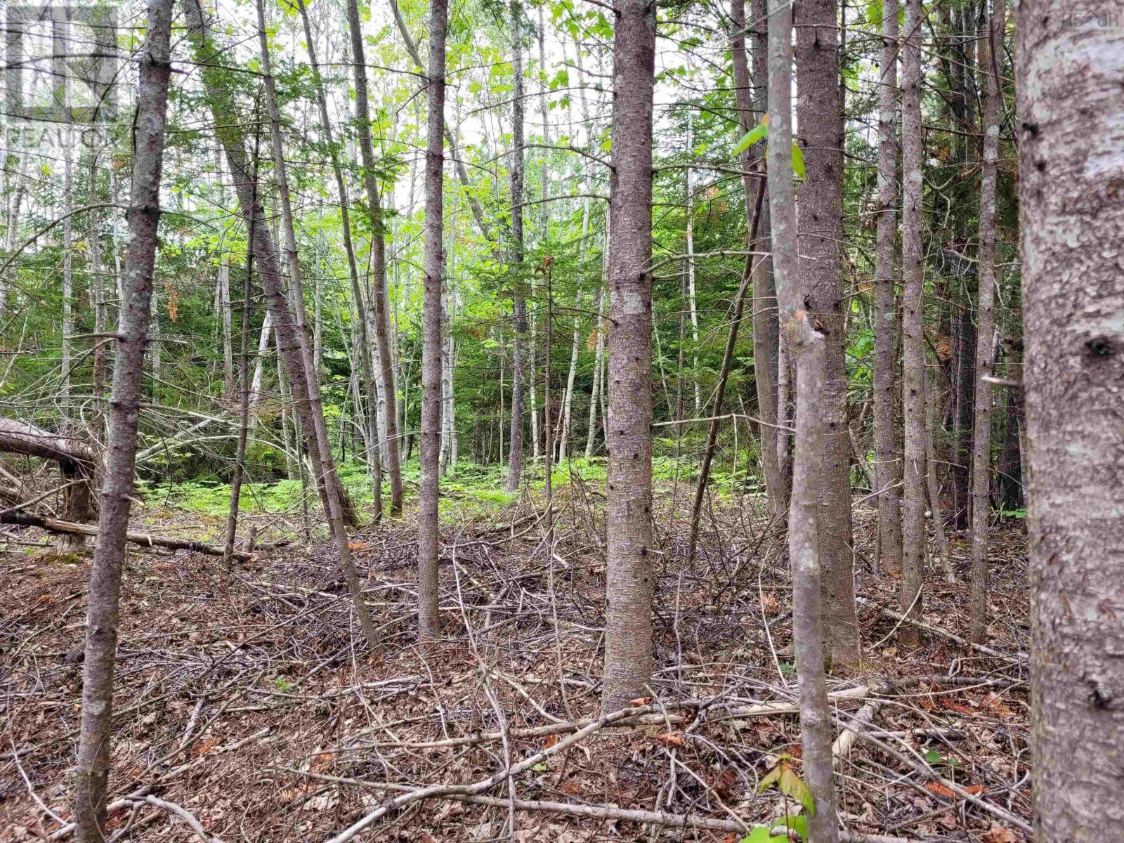 Lot Tattrie Settlement Road, French River, Nova Scotia  B0K 1V0 - Photo 4 - 202425925