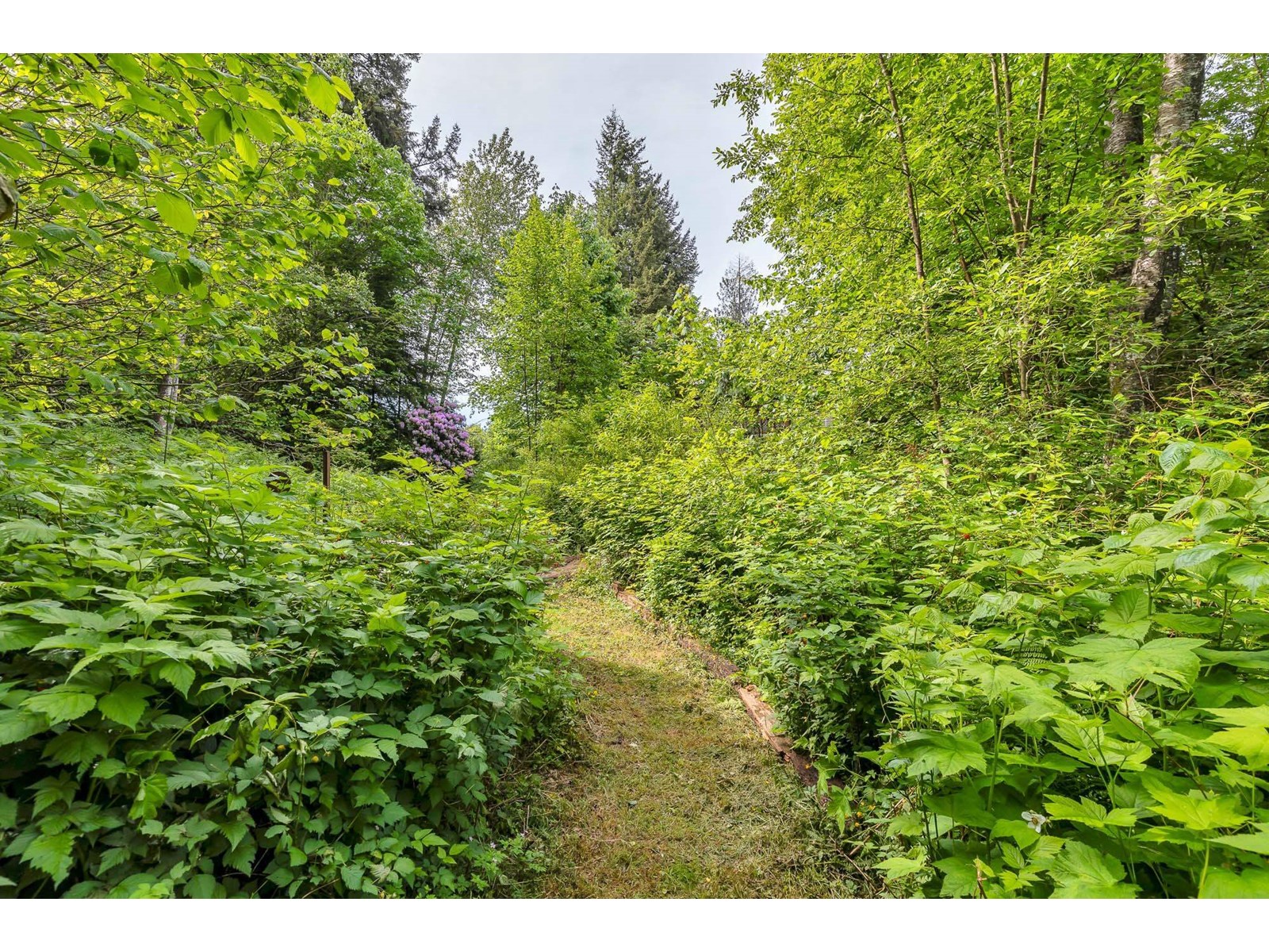 33581 Dewdney Trunk Road, Mission, British Columbia  V2V 6Y3 - Photo 31 - R3008834