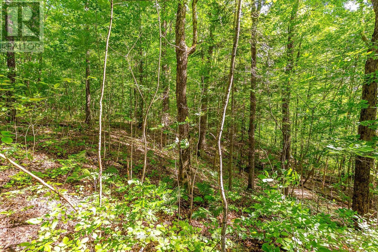 Lt 51 Wenona Lake Road, Dysart Et Al, Ontario  K0M 1S0 - Photo 7 - X11953943