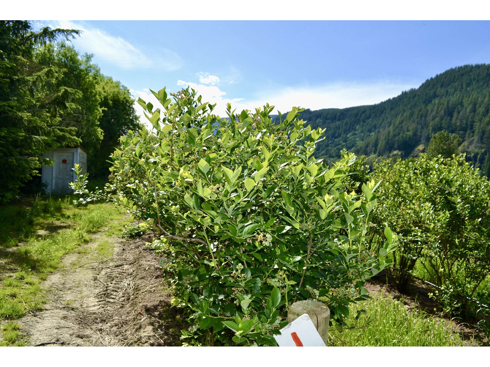 10ac Johnson Road, Mission, British Columbia  V0M 1G0 - Photo 6 - R3005594