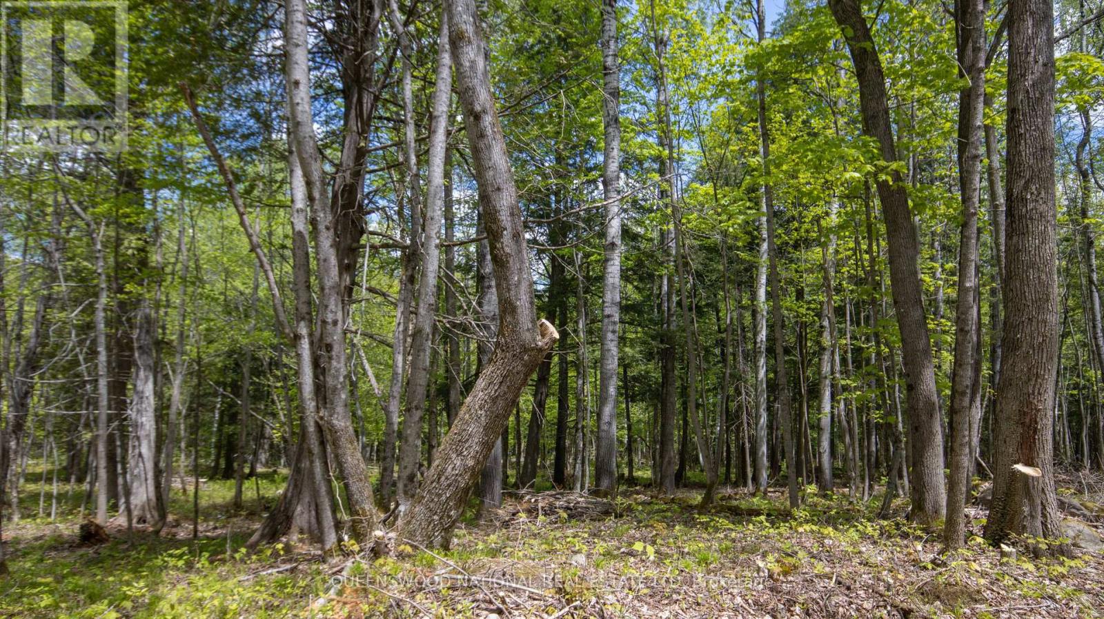 00 Siberia Road, Madawaska Valley, Ontario  K0J 1B0 - Photo 11 - X12186883