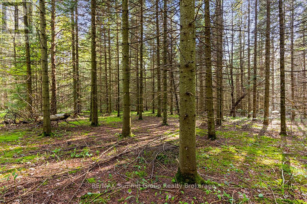 132 South View Lane, Grey Highlands, Ontario  N0C 1B0 - Photo 19 - X12185515