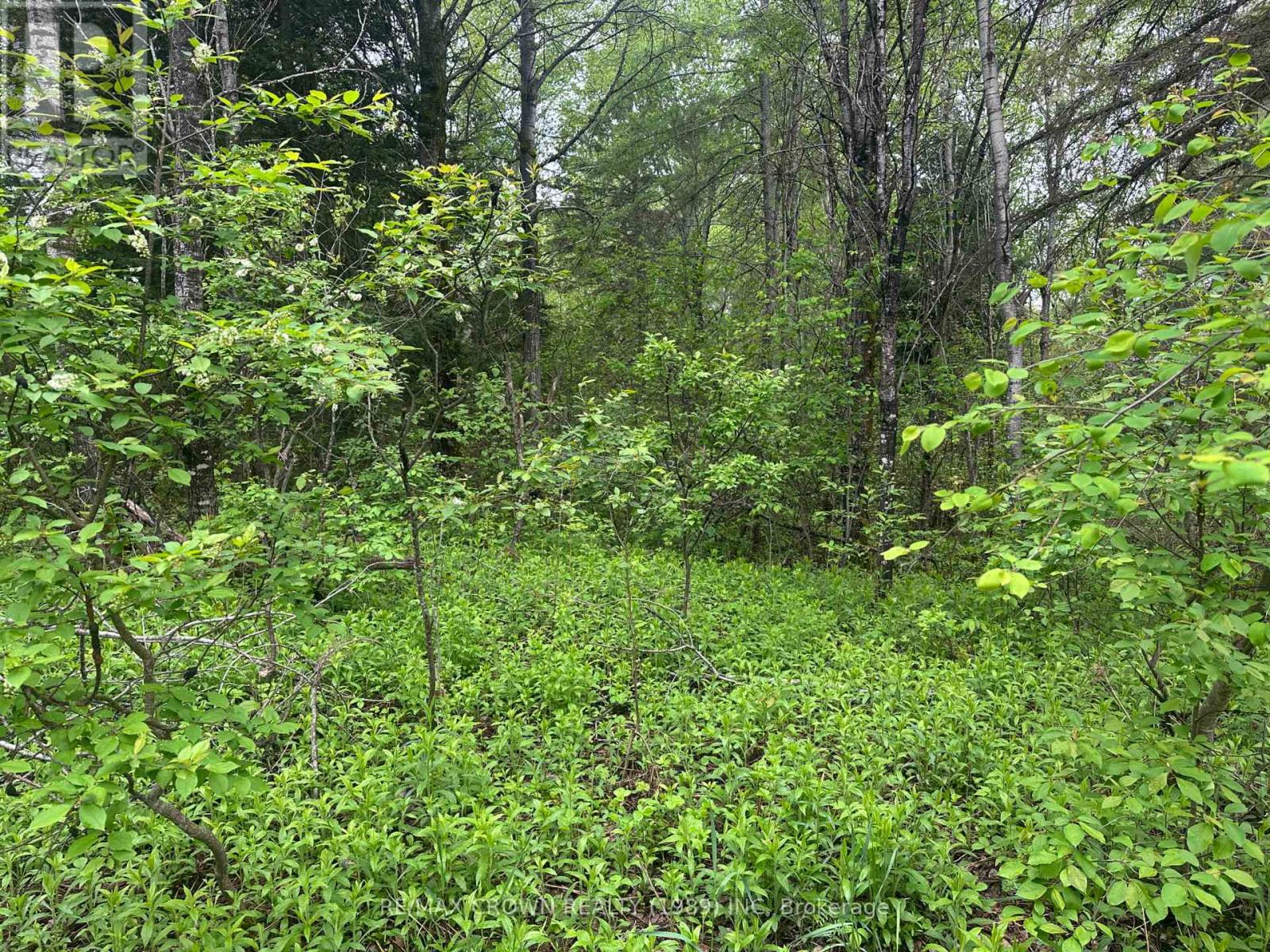 Lot 29 Con 2 Part 1 Grand Desert Road, Bonfield, Ontario  P0H 2E0 - Photo 13 - X12185614