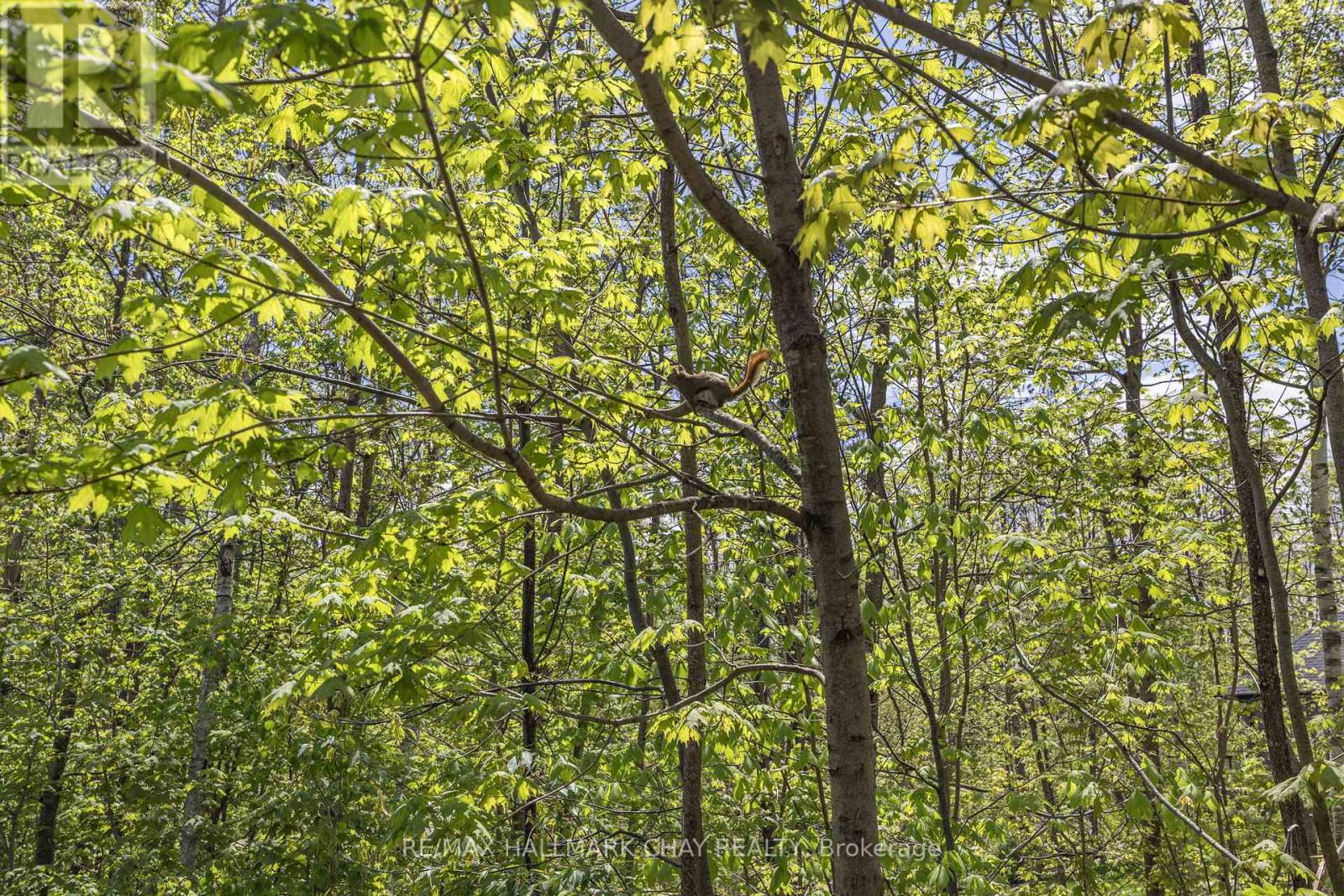 19 Timber Wolf Trail, Springwater, Ontario  L9X 0H7 - Photo 41 - S12159148