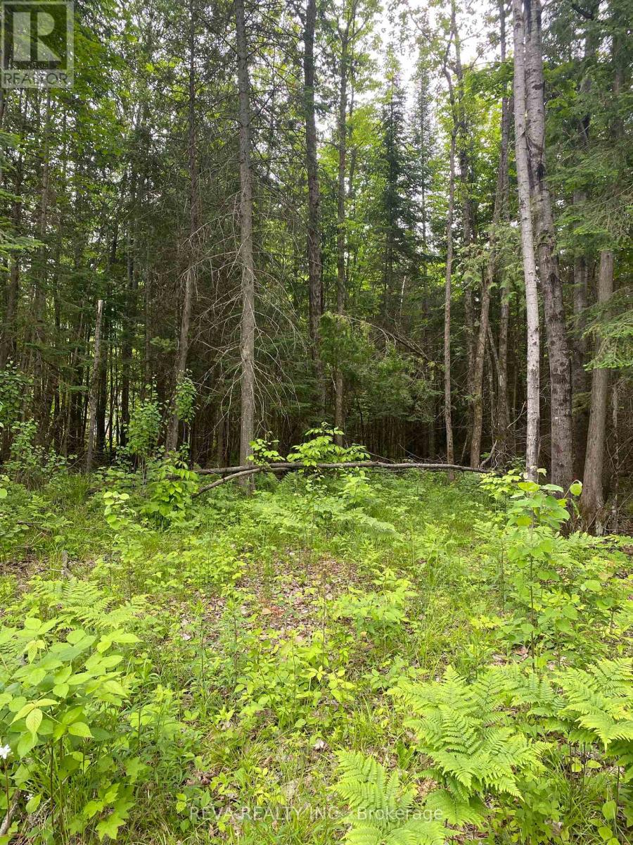 1755 South Baptiste Lake Road, Hastings Highlands, Ontario  K0L 1C0 - Photo 11 - X12190458