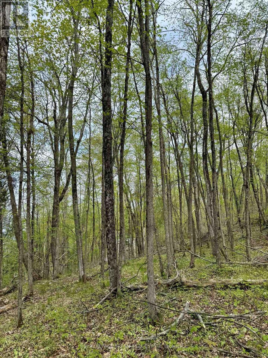 00 Birchview Road, Douro-Dummer, Ontario  K0L 2H0 - Photo 8 - X12192694
