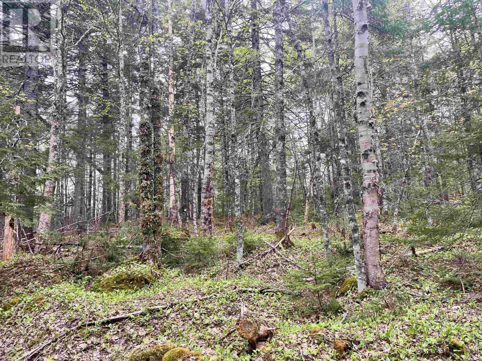 Lot Vb1 Camp Lake Drive, New Ross, Nova Scotia  B0J 2M0 - Photo 6 - 202513079
