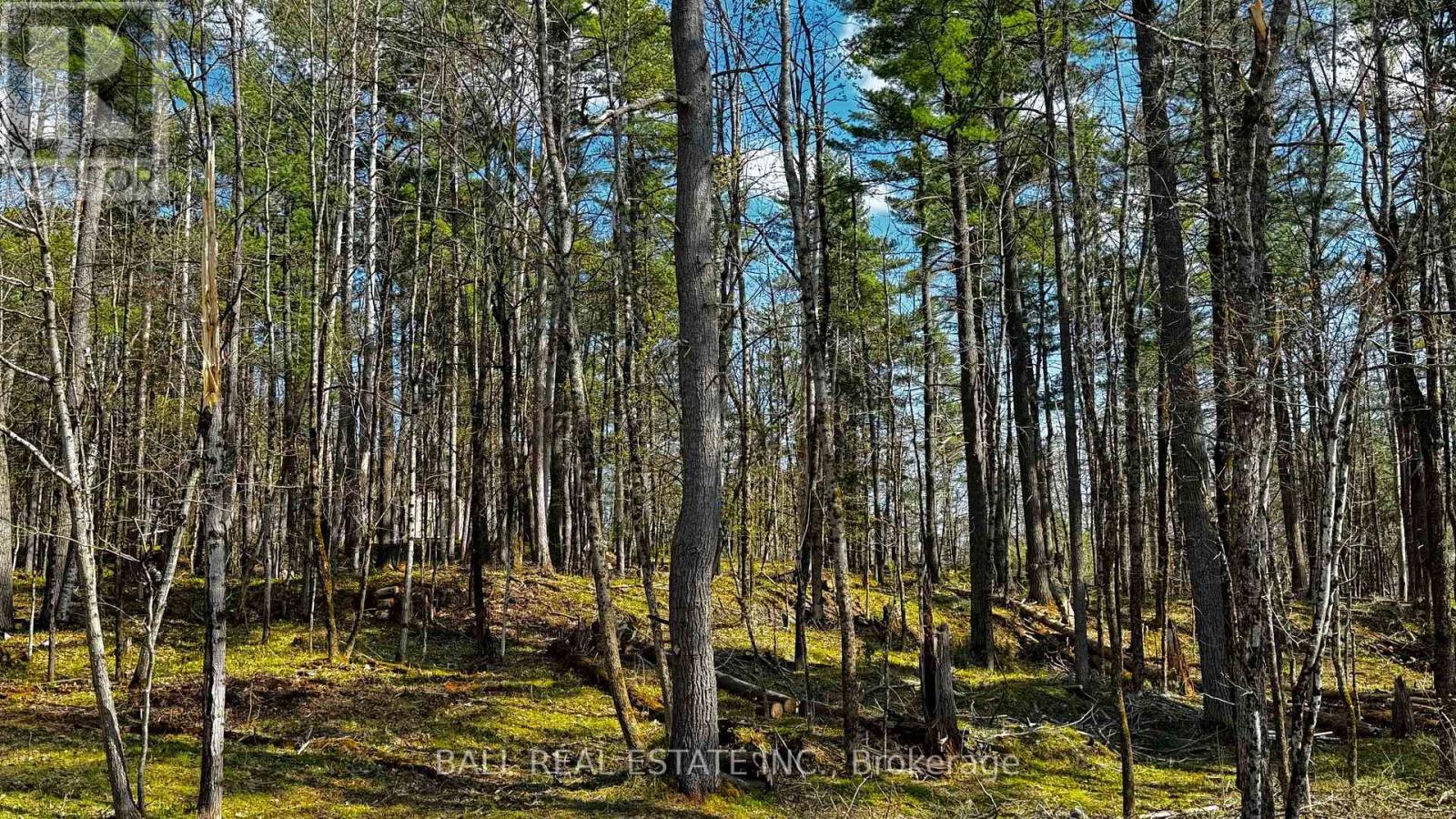 2348 Northeys Bay Road, North Kawartha, Ontario  K0L 2H0 - Photo 7 - X12195823