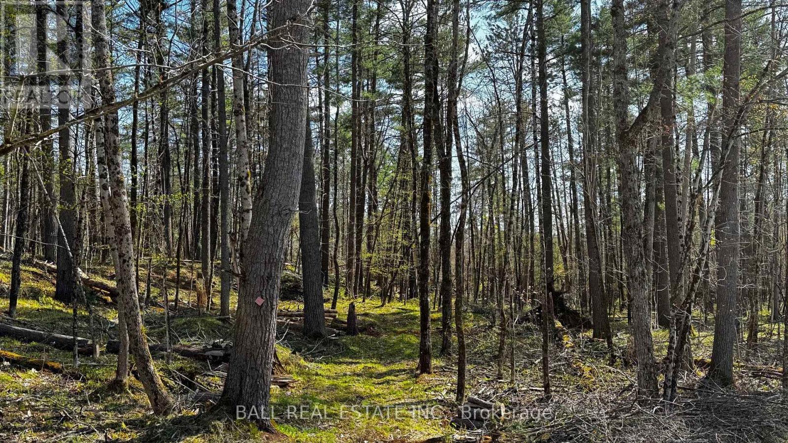 2348 Northeys Bay Road, North Kawartha, Ontario  K0L 2H0 - Photo 9 - X12195823