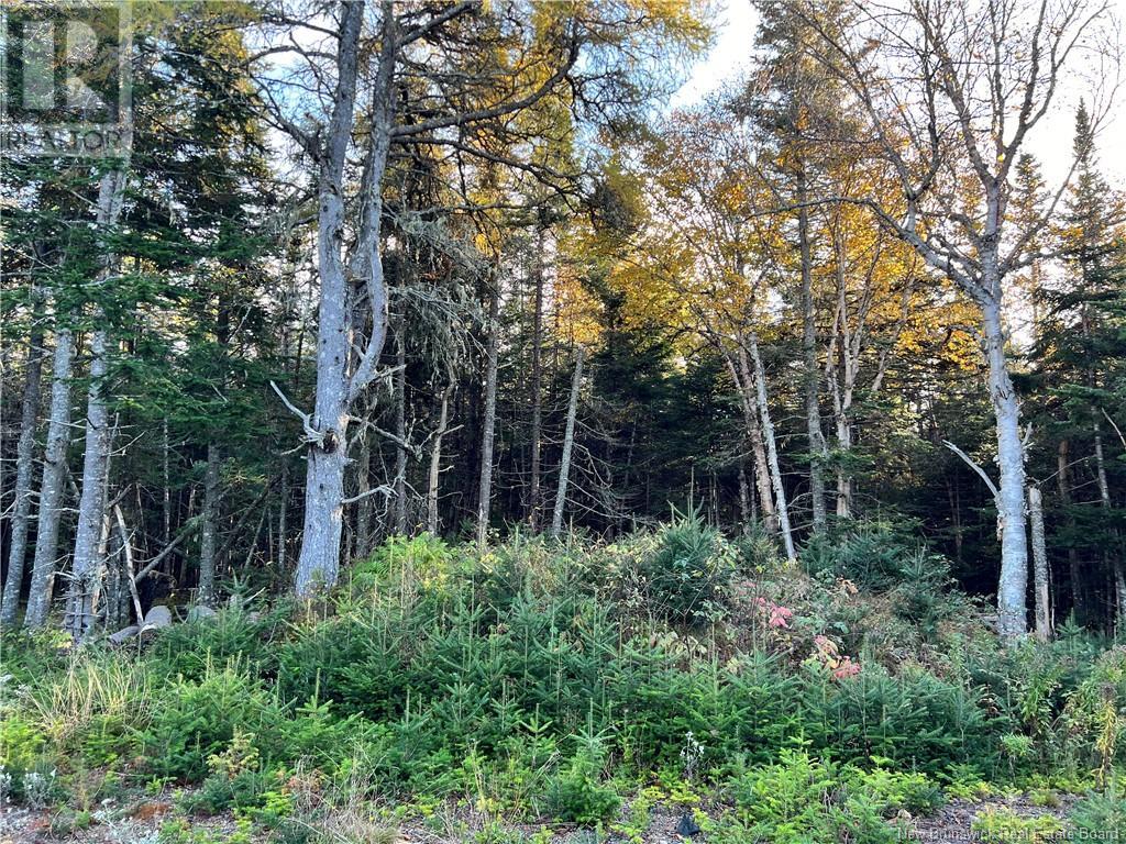 0 Lomax Drive, Little Lepreau, New Brunswick  E5J 1R5 - Photo 5 - NB120046