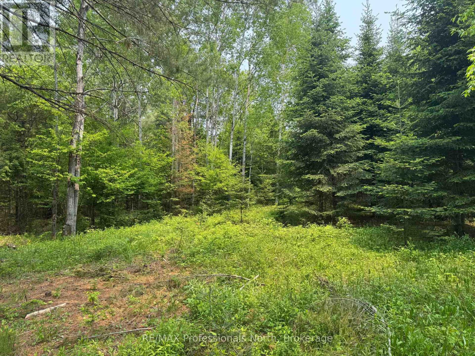 1897 Blairhampton Road, Minden Hills, Ontario  K0M 2K0 - Photo 5 - X12196393