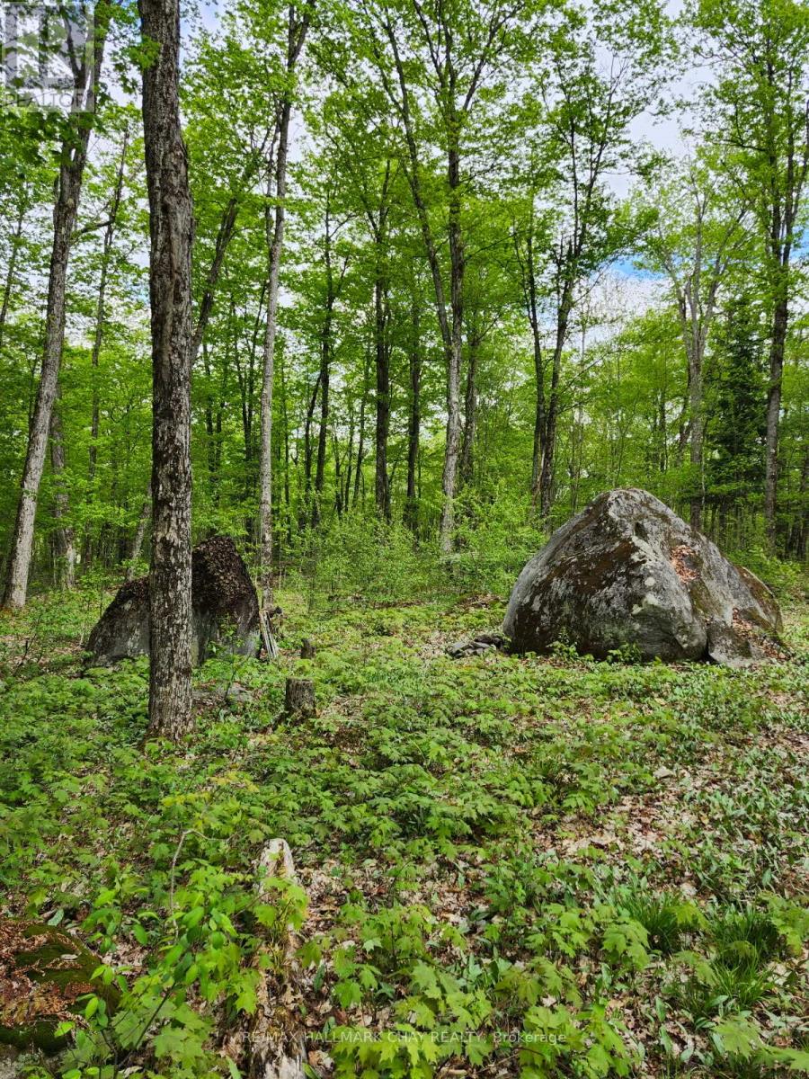 Pt Lots 24 & 25 Con 5 Concession, Ryerson, Ontario  P0A 1C0 - Photo 11 - X12199071
