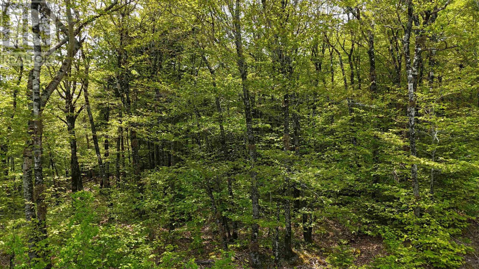 Lot 2 Nathan Croft Road, Camperdown Meadows, Camperdown, Nova Scotia  B4V 6T9 - Photo 14 - 202501241