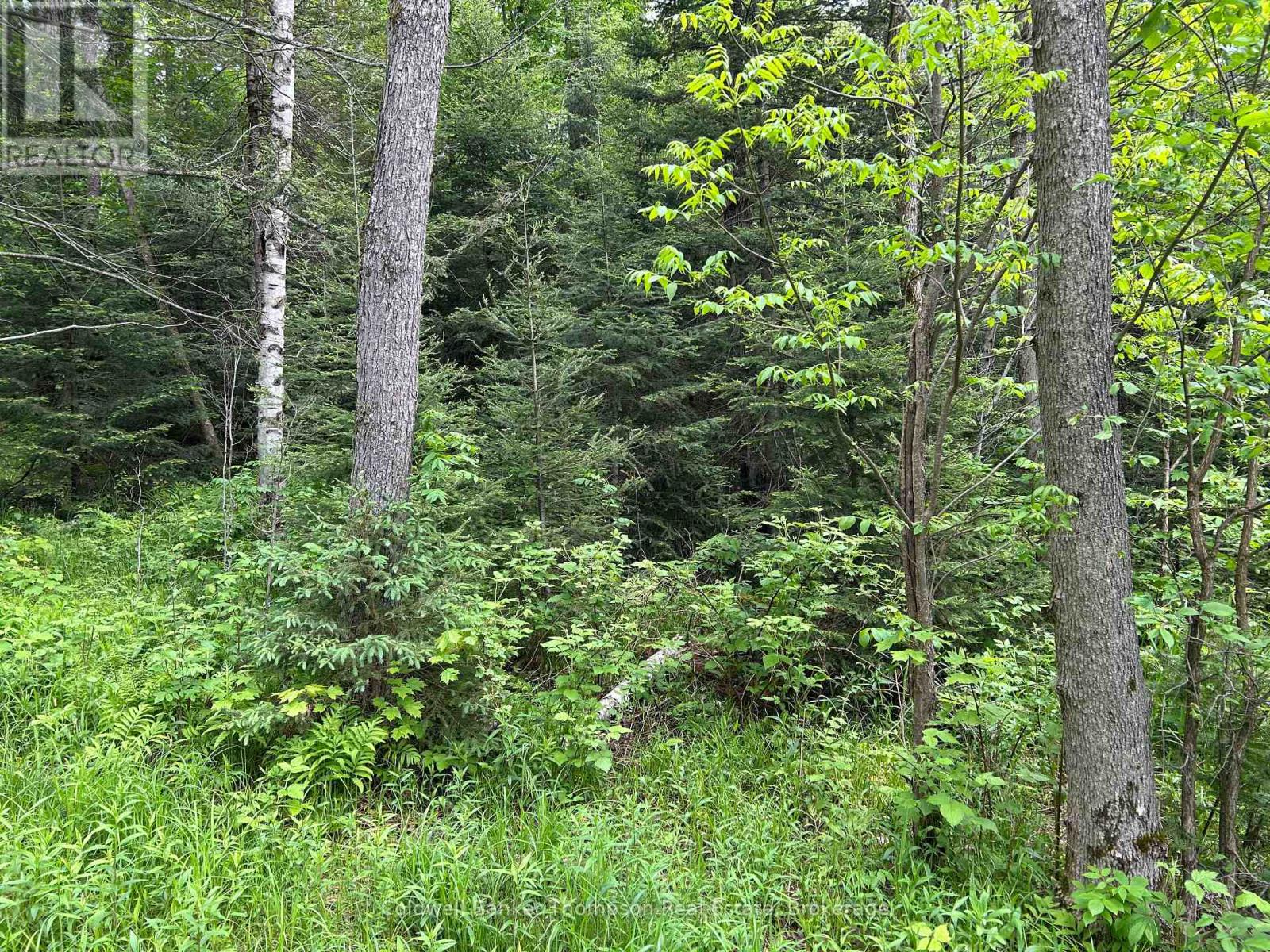 299 Lynch Lake Road, Sundridge, Ontario  P0A 1Z0 - Photo 11 - X12201374