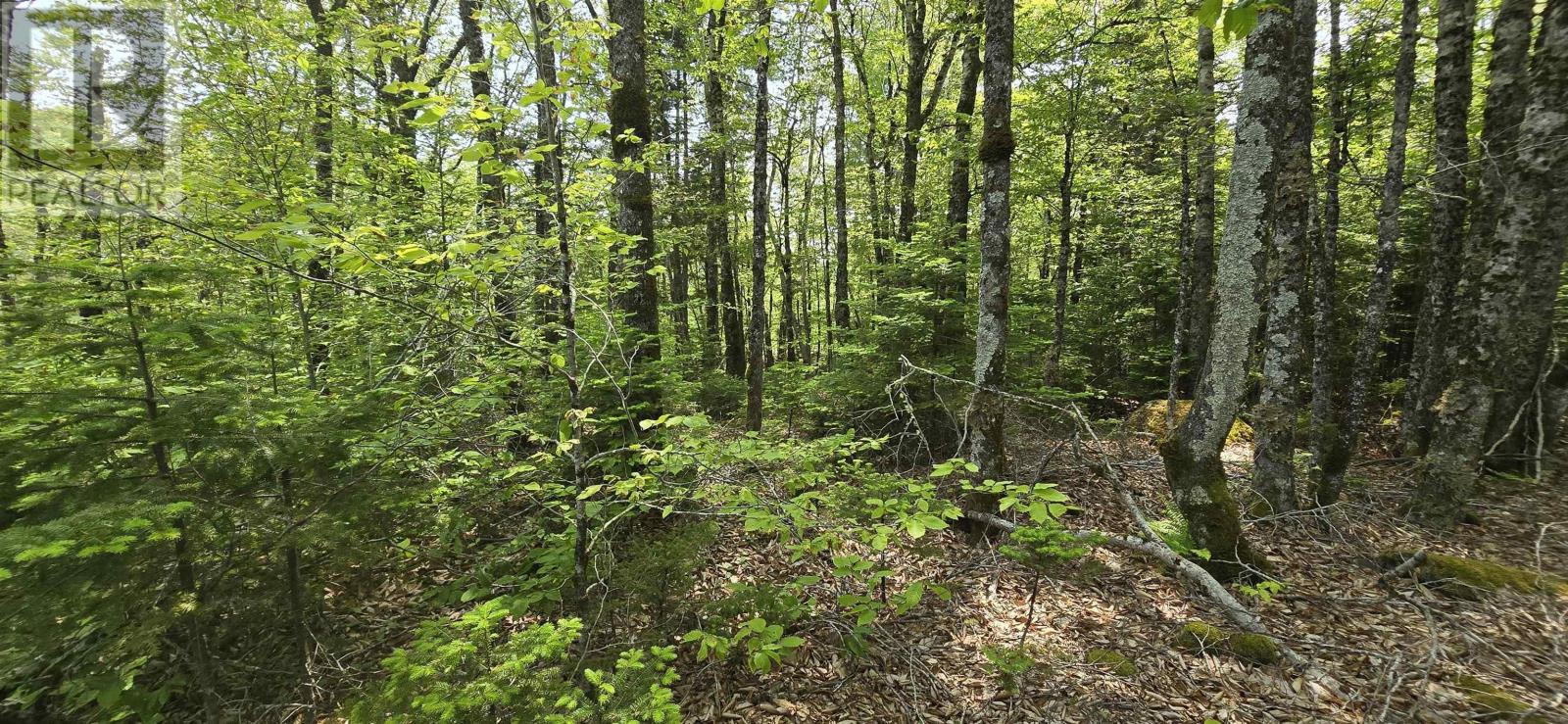 Lot 9 Nathan Croft Road, Camperdown Meadows, Camperdown, Nova Scotia  B4V 6T9 - Photo 16 - 202501211