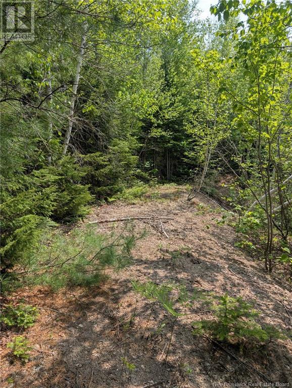 Property at 94.1 acres Rte 450 image 4