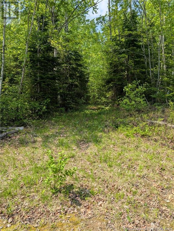 Property at 94.1 acres Rte 450 image 5