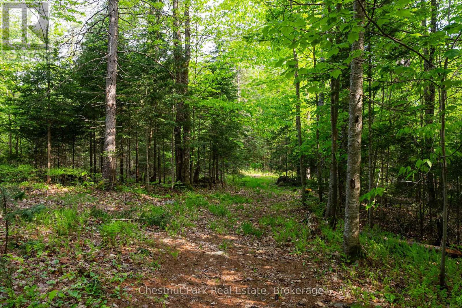 554 Britannia Road, Huntsville, Ontario  P1H 2J3 - Photo 8 - X12204415
