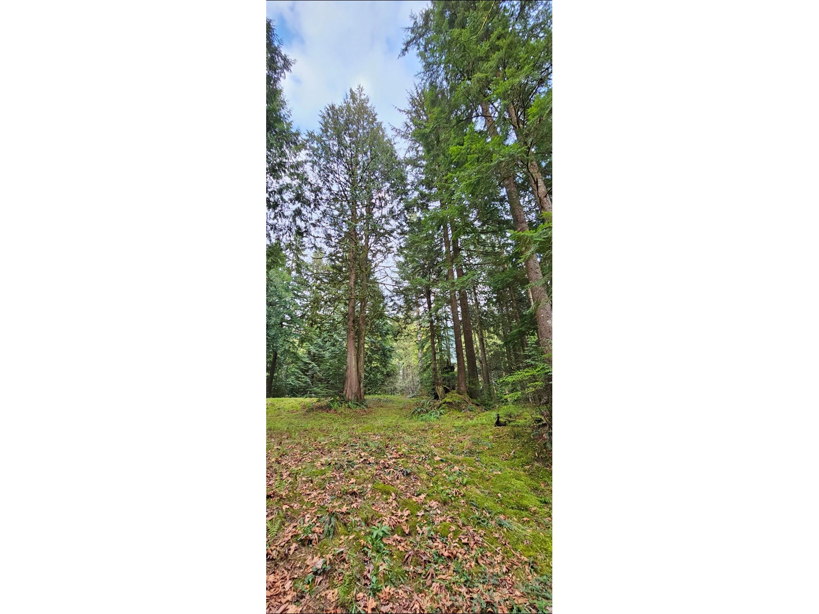 12917 Spratt Road, Mission, British Columbia  V2V 7K7 - Photo 7 - R3012304