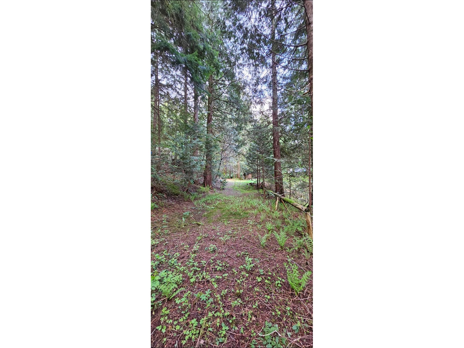 12917 Spratt Road, Mission, British Columbia  V2V 7K7 - Photo 6 - R3012304