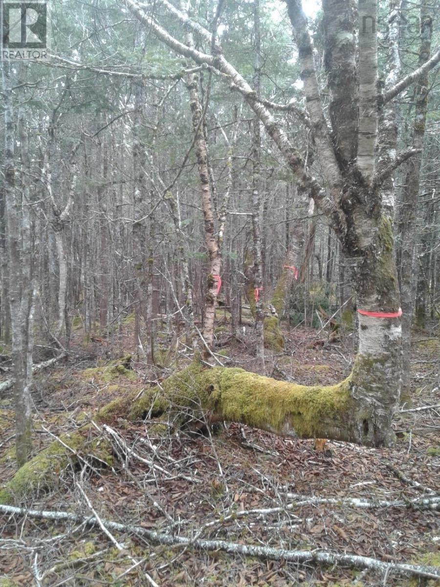 No # Terra Nova Road, Louisbourg, Nova Scotia  B1C 1H6 - Photo 2 - 202509012
