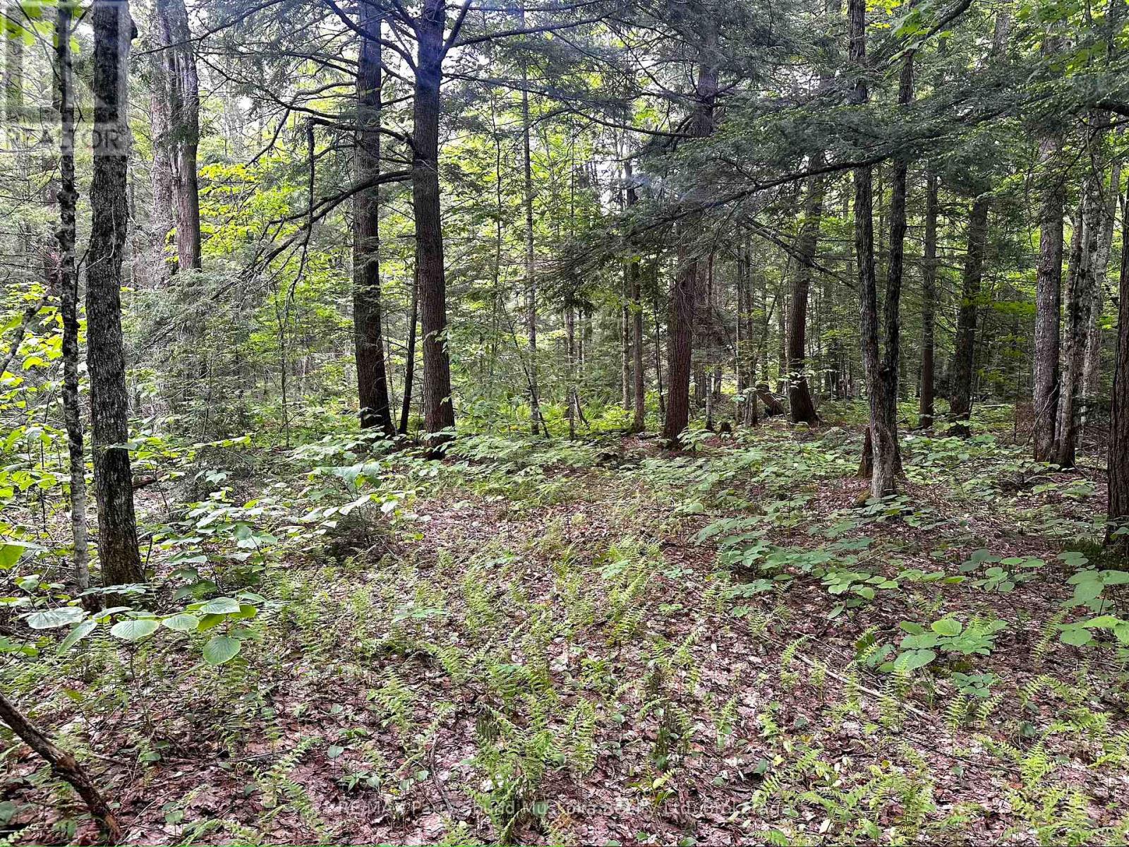 3 Greenwood Camp Road, Seguin, Ontario  P2A 2W8 - Photo 14 - X12114584