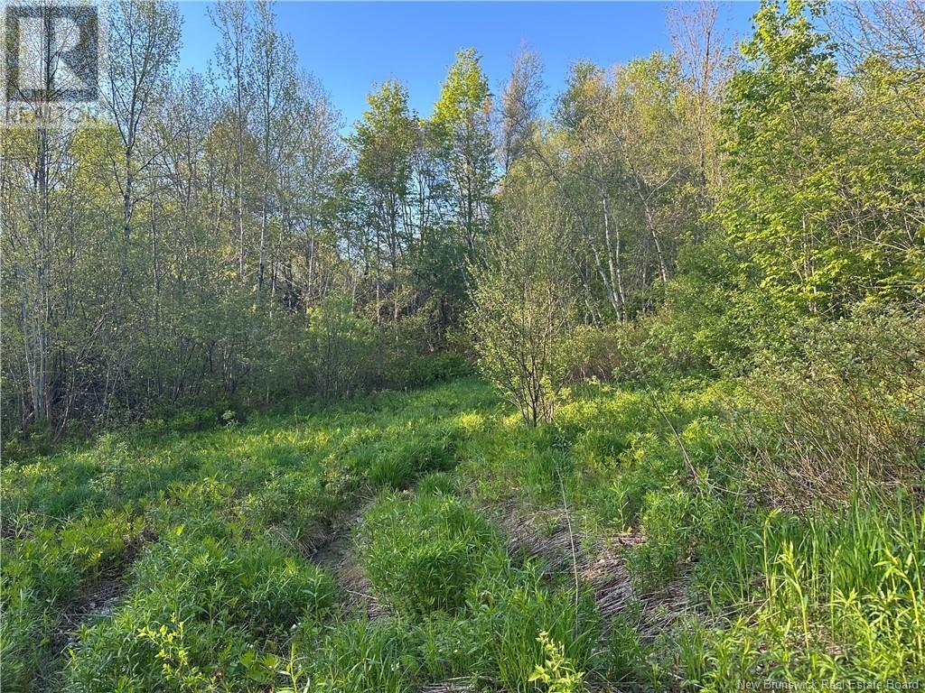 Highfield Road, Pearsonville, New Brunswick  E5P 1T2 - Photo 4 - NB120198
