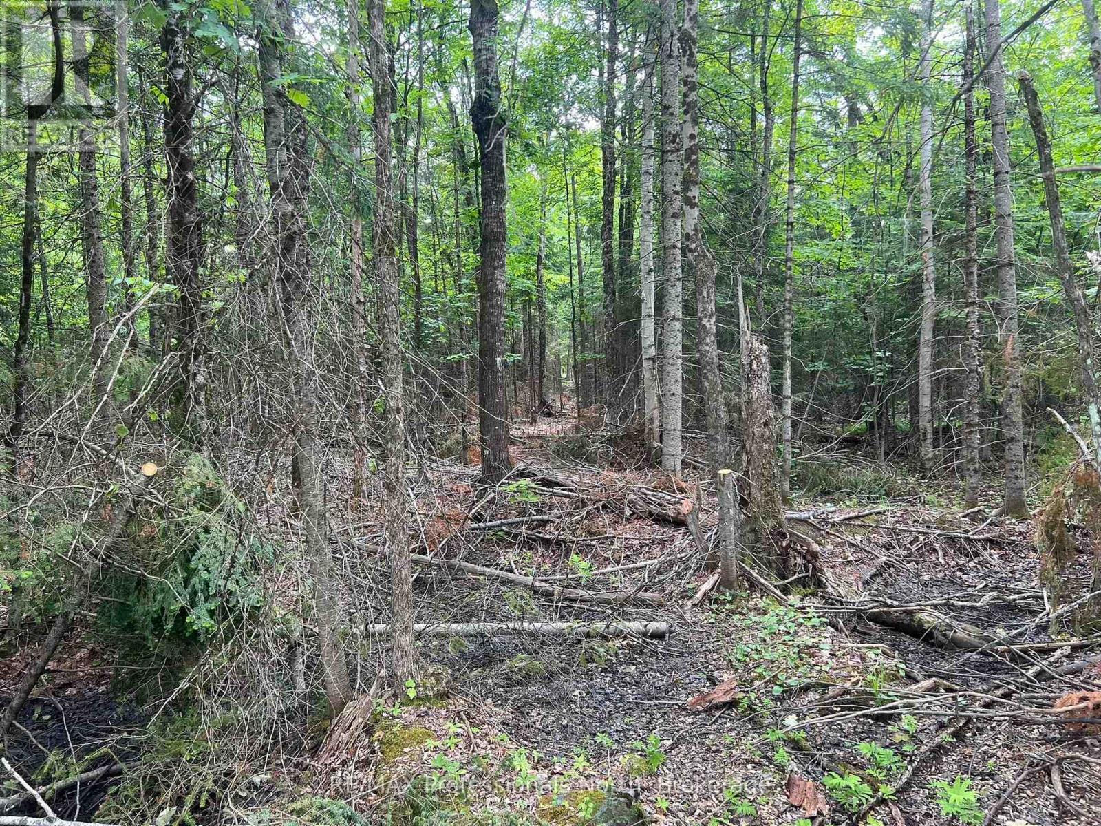 Lt 15 Concession A Gelert Road, Minden Hills, Ontario  K0M 2K0 - Photo 7 - X12207528