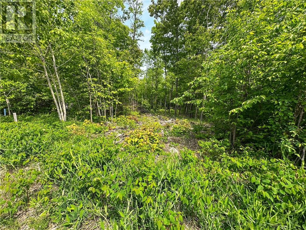 N/a Highway 542, Mindemoya, Ontario  P0P 1S0 - Photo 8 - 2122819