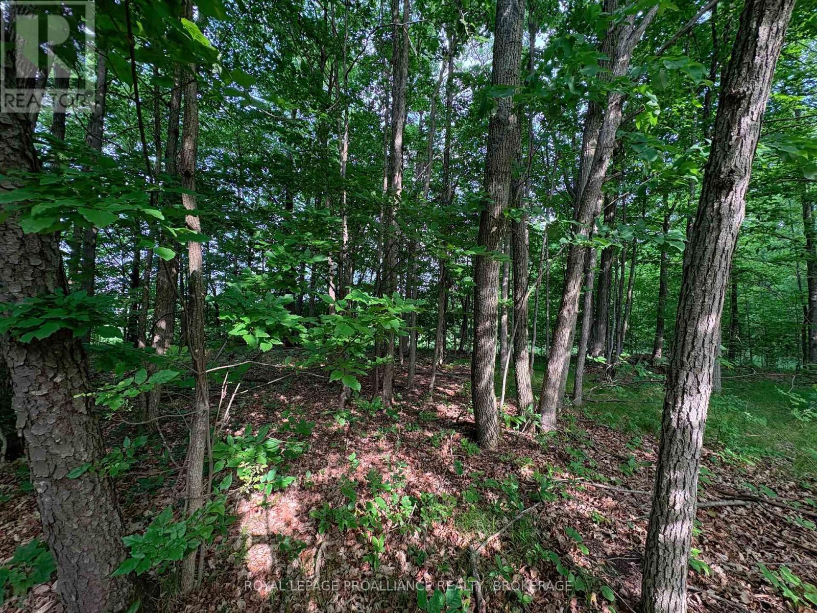 Lot 3 Jamieson Road, Frontenac (Frontenac South), Ontario  K0H 1V0 - Photo 6 - X12212497