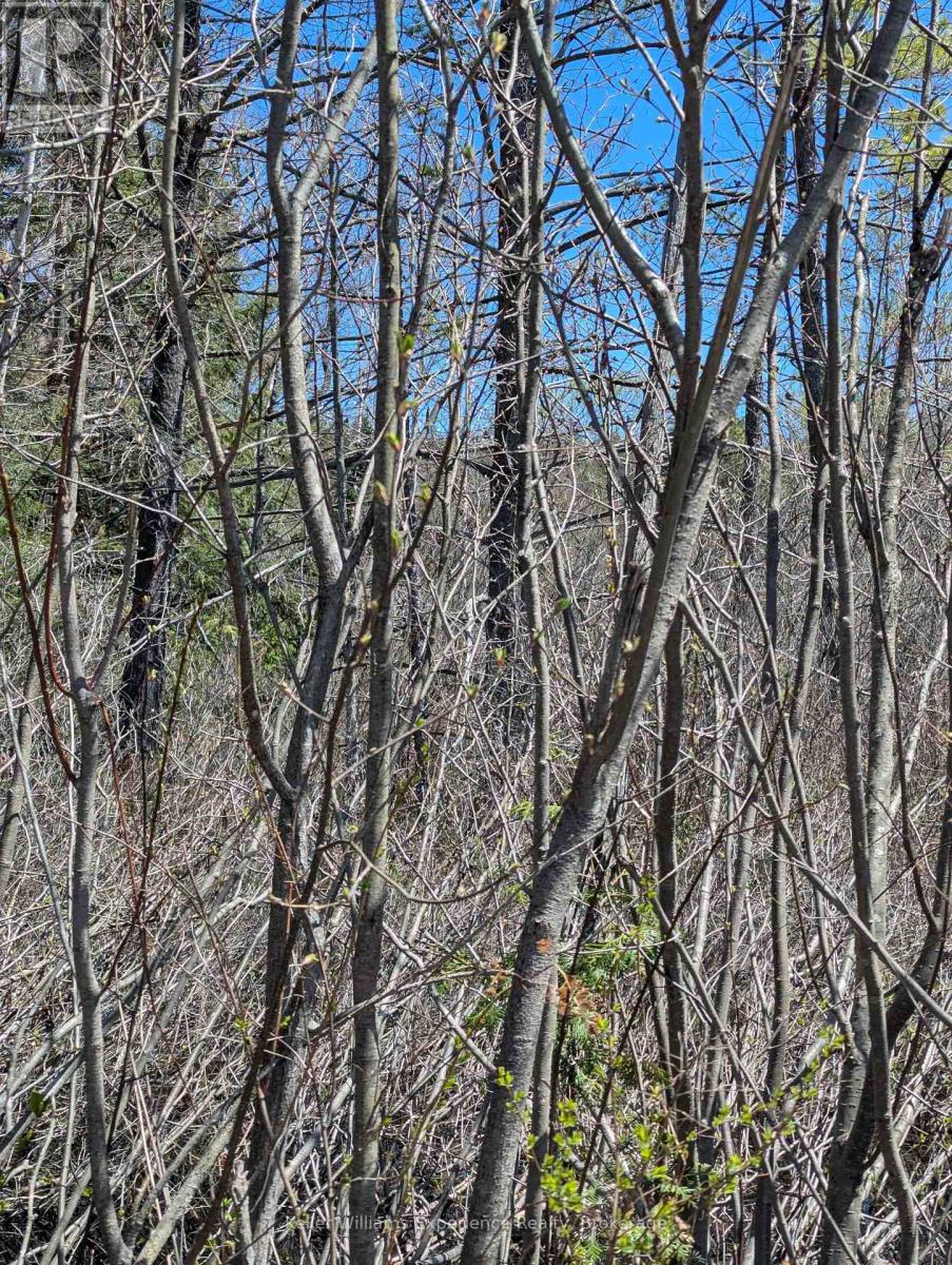 0 N Pine Drive, Lake Of Bays, Ontario  P0B 1A0 - Photo 8 - X12154023