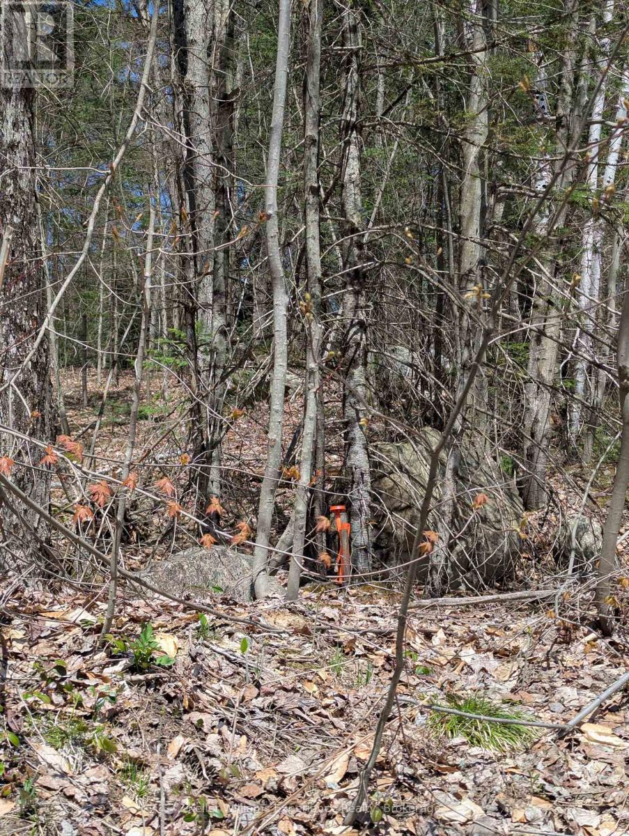 0 N Pine Drive, Lake Of Bays, Ontario  P0B 1A0 - Photo 18 - X12154023