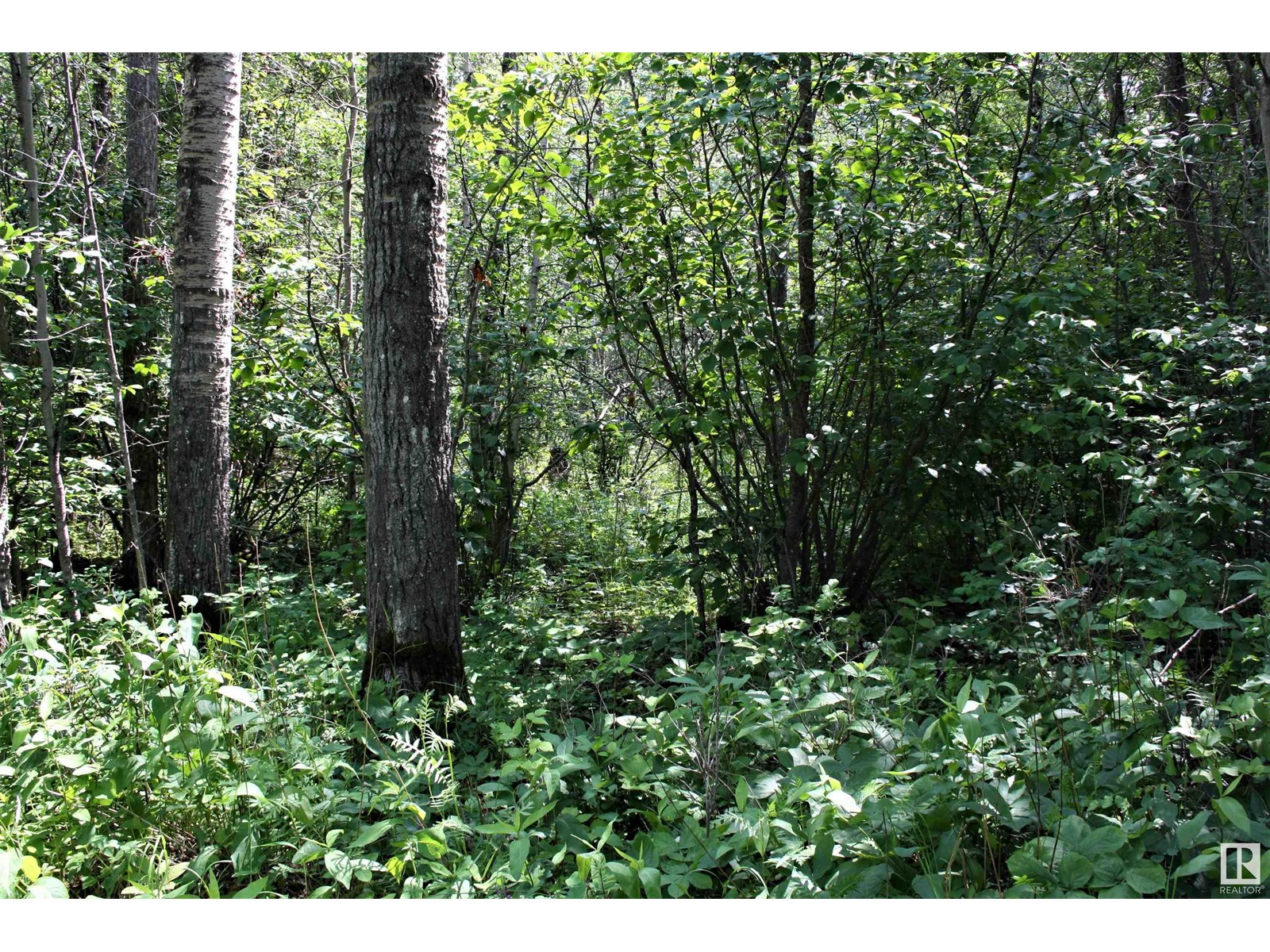 1 652051 Rng Rd 224, Rural Athabasca County, Alberta  T9S 1B9 - Photo 5 - E4441761