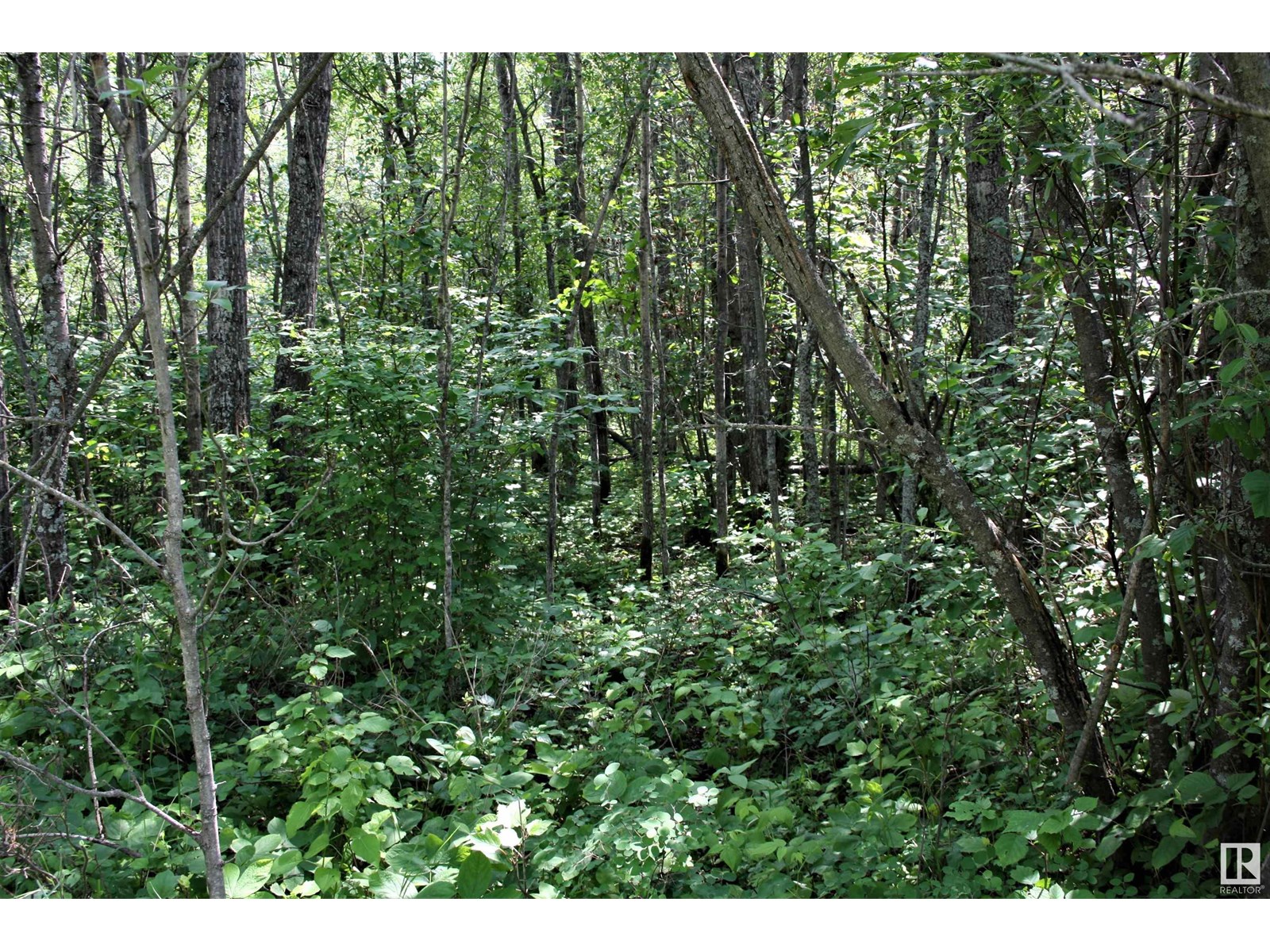 1 652051 Rng Rd 224, Rural Athabasca County, Alberta  T9S 1B9 - Photo 6 - E4441761