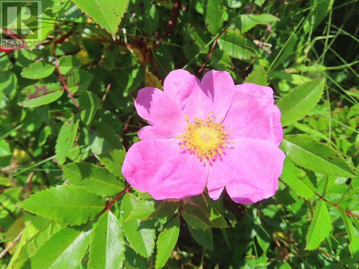 Lots 15&15-1 Hwy 316 (English Hbr), Cole Harbour, Nova Scotia  B0H 1T0 - Photo 28 - 202514326