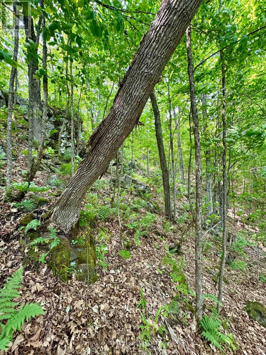 00 Harold Brash Lane, Frontenac, Ontario  K0H 2B0 - Photo 13 - X12215349