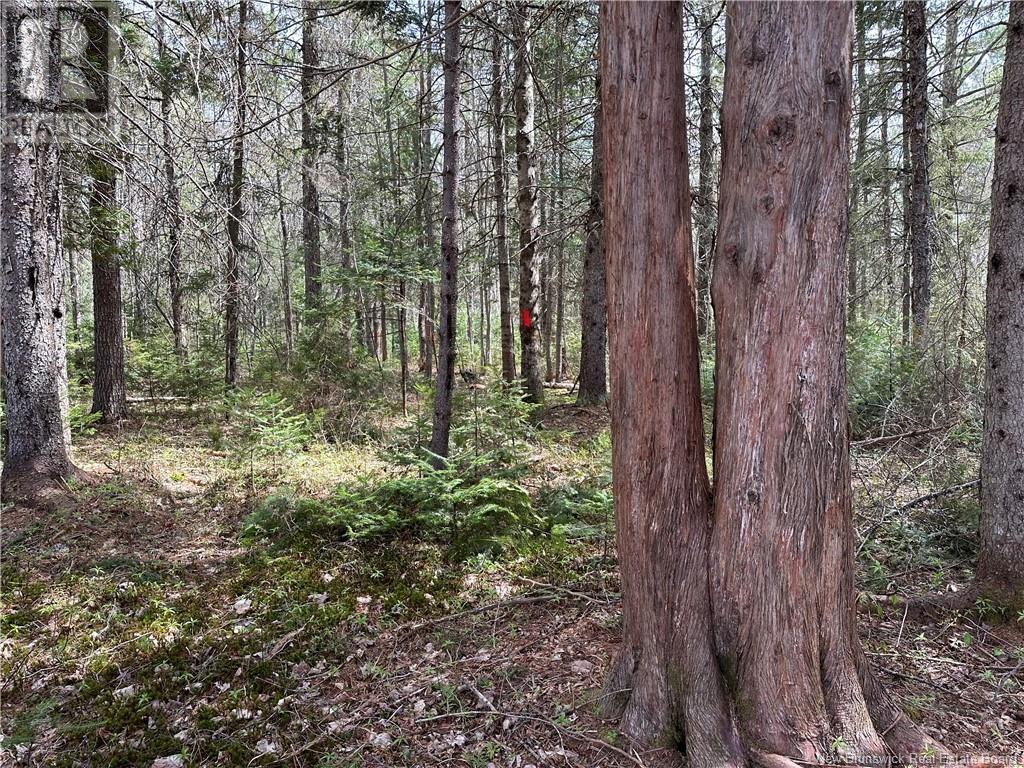 Lot 23-1 Country Shore Lane, Codys, New Brunswick  E4C 1B6 - Photo 11 - NB119146