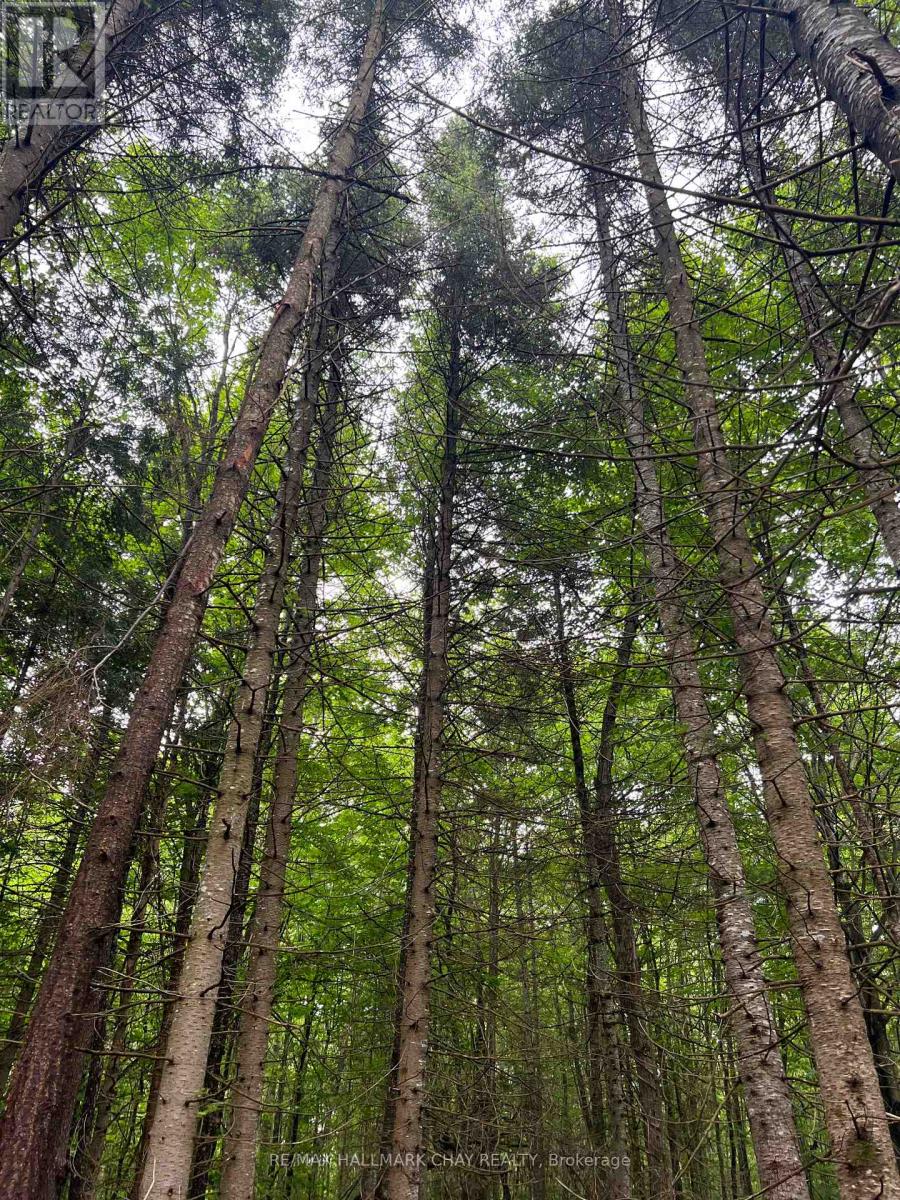 0 Chapman Strong Road, Magnetawan, Ontario  P0A 1Z0 - Photo 19 - X12217739