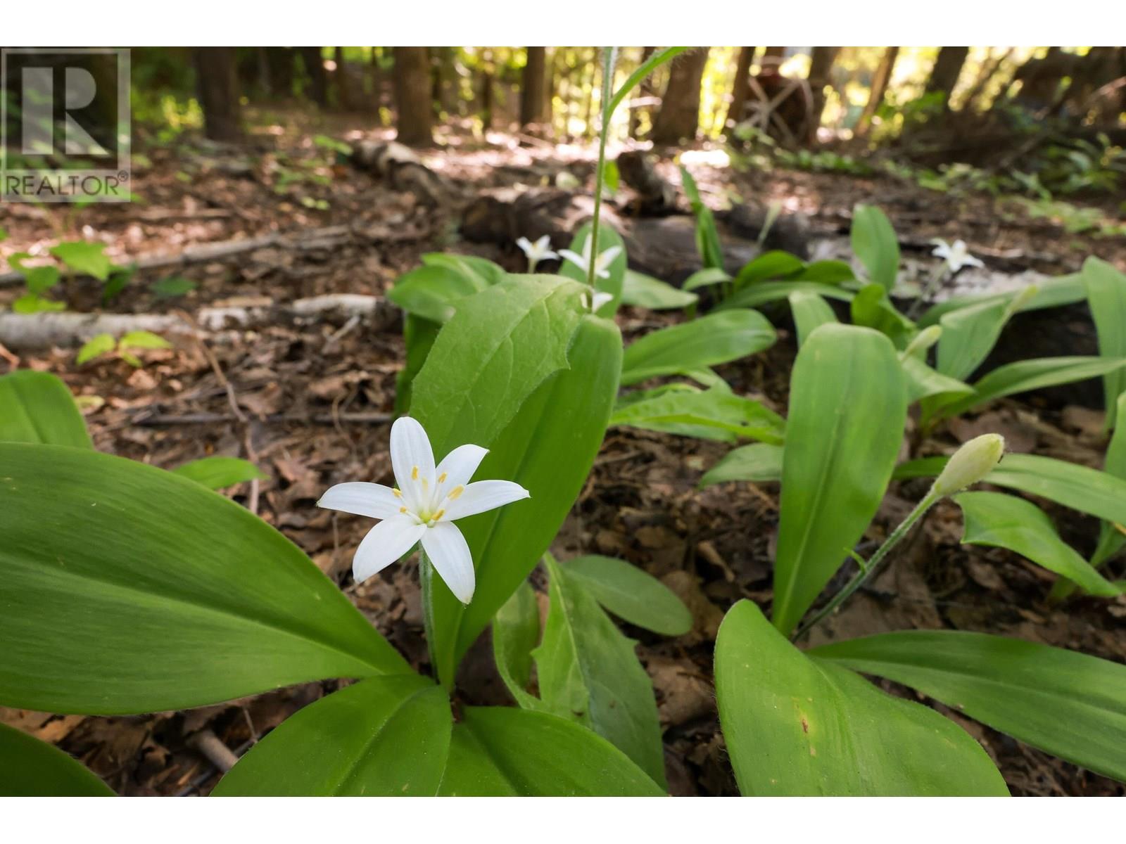 3779 River Drive, Terrace, British Columbia  V8G 3N8 - Photo 26 - C8070004