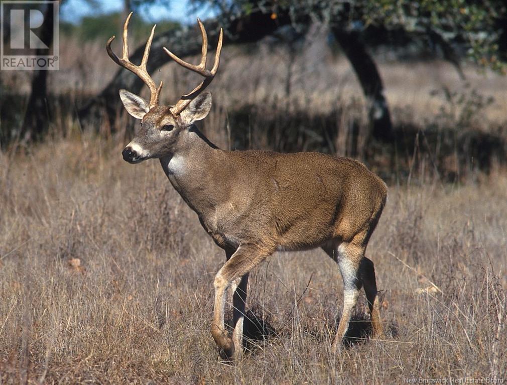 327 Maple Grove Road, Maple Grove, New Brunswick  E6B 2B5 - Photo 36 - NB119745