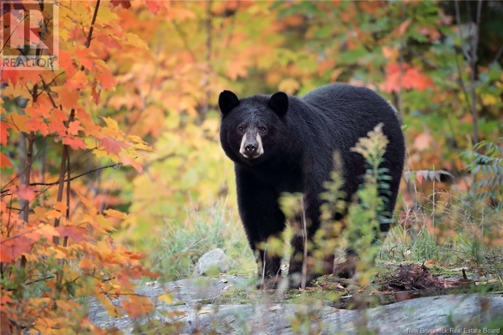 327 Maple Grove Road, Maple Grove, New Brunswick  E6B 2B5 - Photo 35 - NB119745