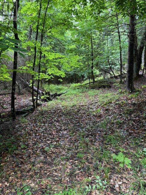 Lot 70 25th Line, Algonquin Highlands (Stanhope), Ontario  K0M 1J1 - Photo 18 - X12221525