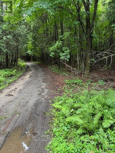 Lot 70 25th Line, Algonquin Highlands (Stanhope), Ontario  K0M 1J1 - Photo 5 - X12221525