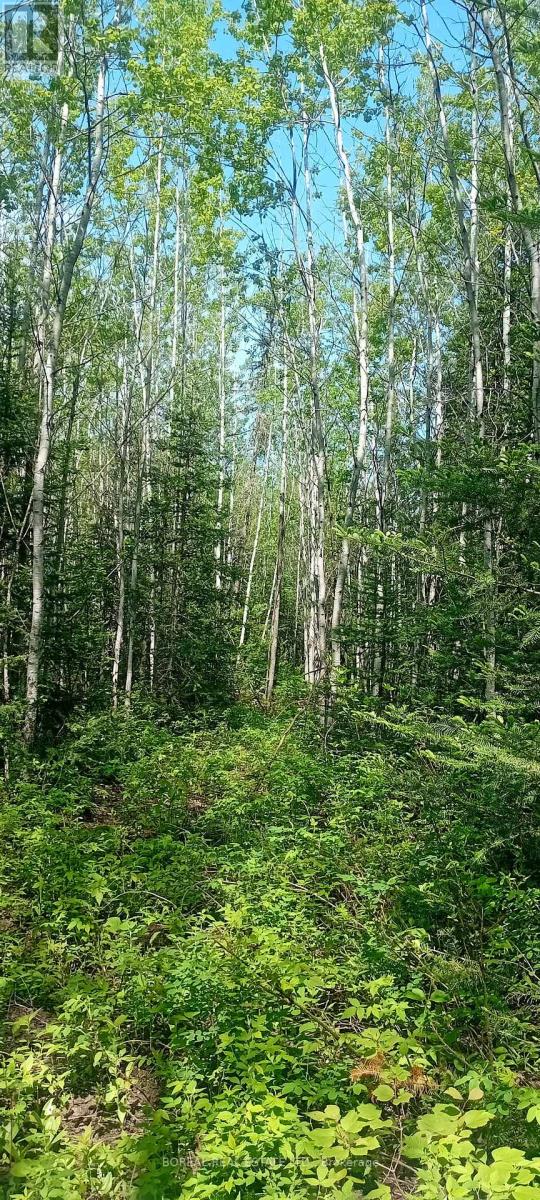 295-299 Bentley Lake Road, Cochrane, Ontario P0L 1C0 - Photo 46 - T12223630