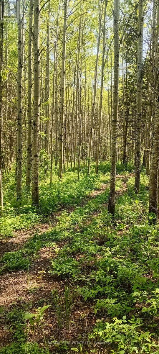 295-299 Bentley Lake Road, Cochrane, Ontario P0L 1C0 - Photo 47 - T12223630