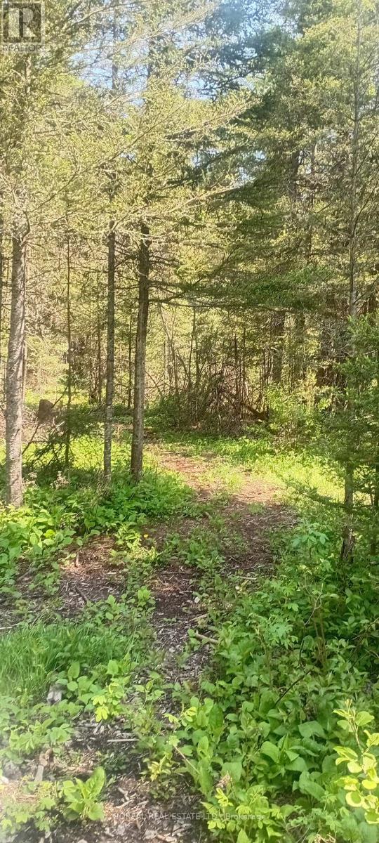 295-299 Bentley Lake Road, Cochrane, Ontario P0L 1C0 - Photo 49 - T12223630